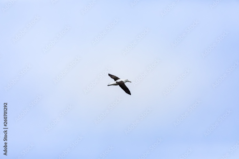 Albatross bird in the sky