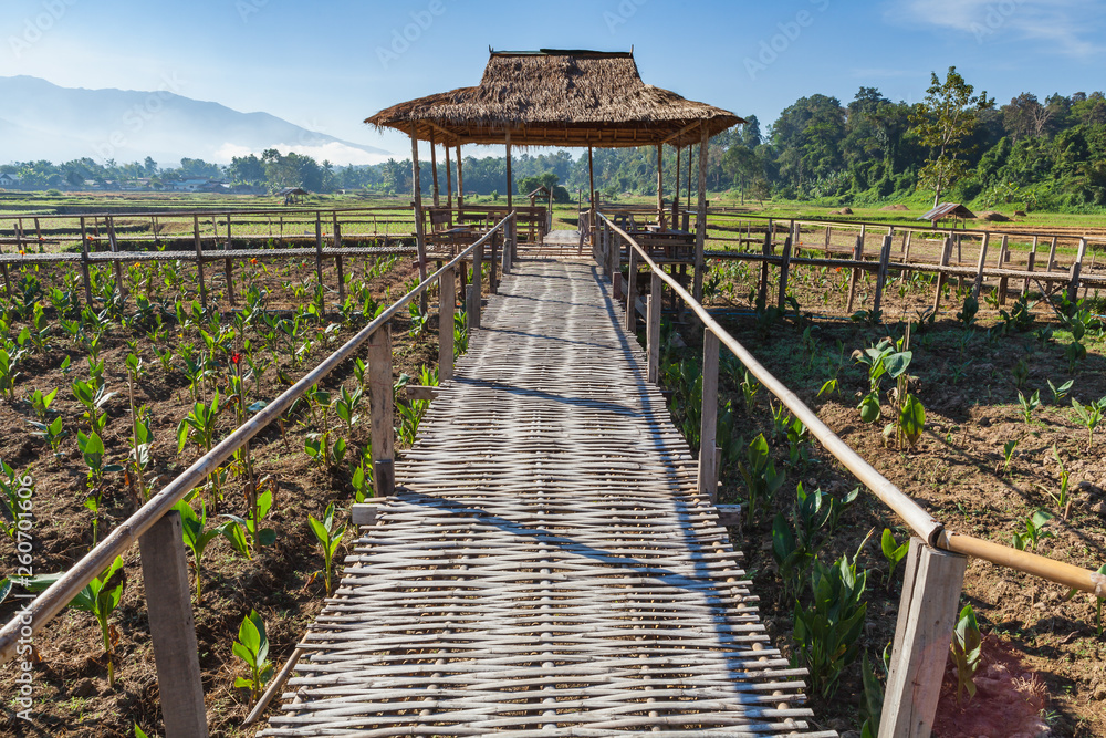 Bamboo walk path to the huts