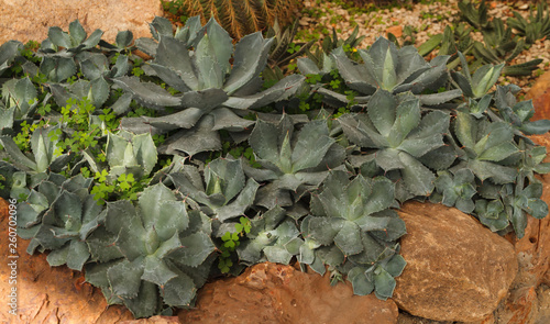 Agave potatorum cactus