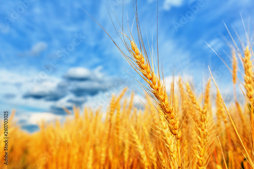 Wheat ears and cloudy sky