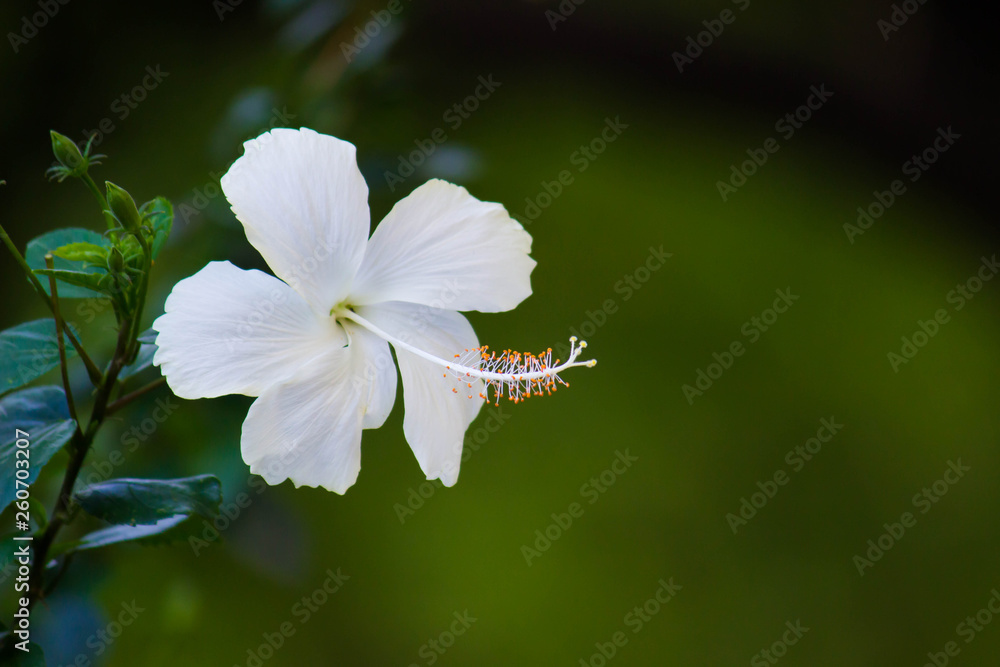 Beautiful Portrait of Hibiscus Flower in a soft blurry background Beautiful Portrait of Hibiscus Flower in a soft blurry background