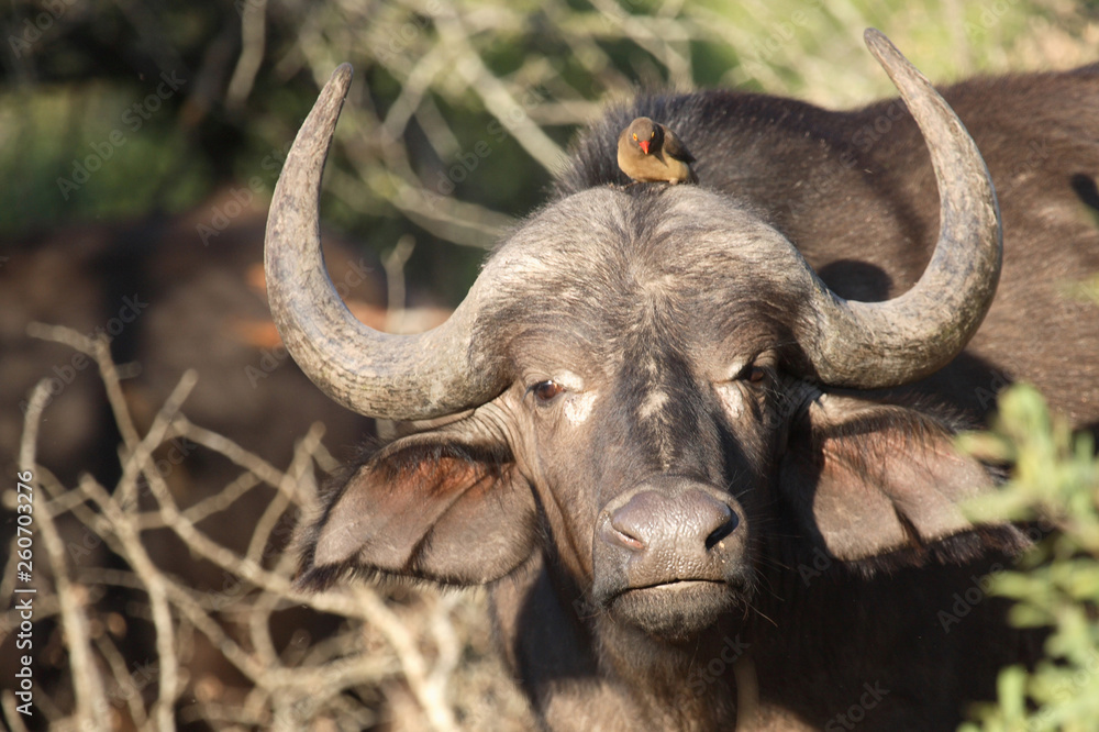 Naklejka premium Kaffernbüffel und Rotschnabel-Madenhacker / Buffalo and Red-billed oxpecker / Syncerus caffer et Buphagus erythrorhynchus