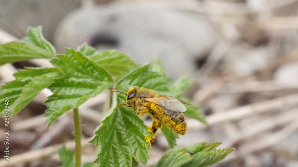 Macro shot of a bee cleaning itself from pollen on a green plant. Macro shot of a bee cleaning itself from pollen on a green plant.