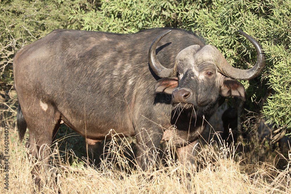 Kaffernbüffel / Buffalo / Syncerus caffer Kaffernbüffel / Buffalo / Syncerus caffer
