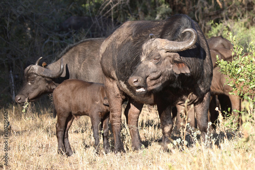 Kaffernbüffel / Buffalo / Syncerus caffer © Ludwig