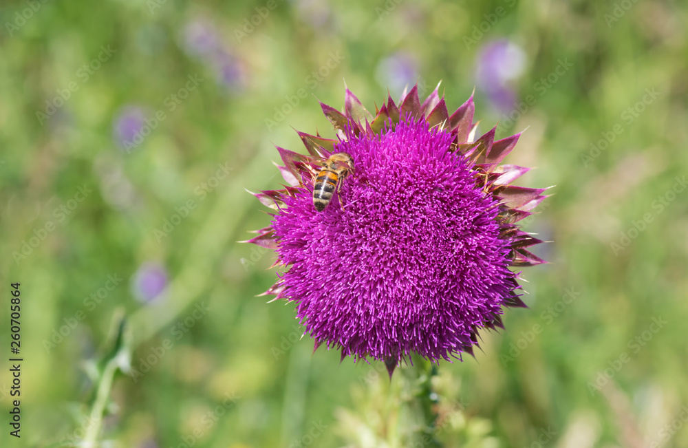 Lonely thistles (Cirsium) having bee guest gathering nectar at start of flowering time Lonely thistles (Cirsium) having bee guest gathering nectar at start of flowering time