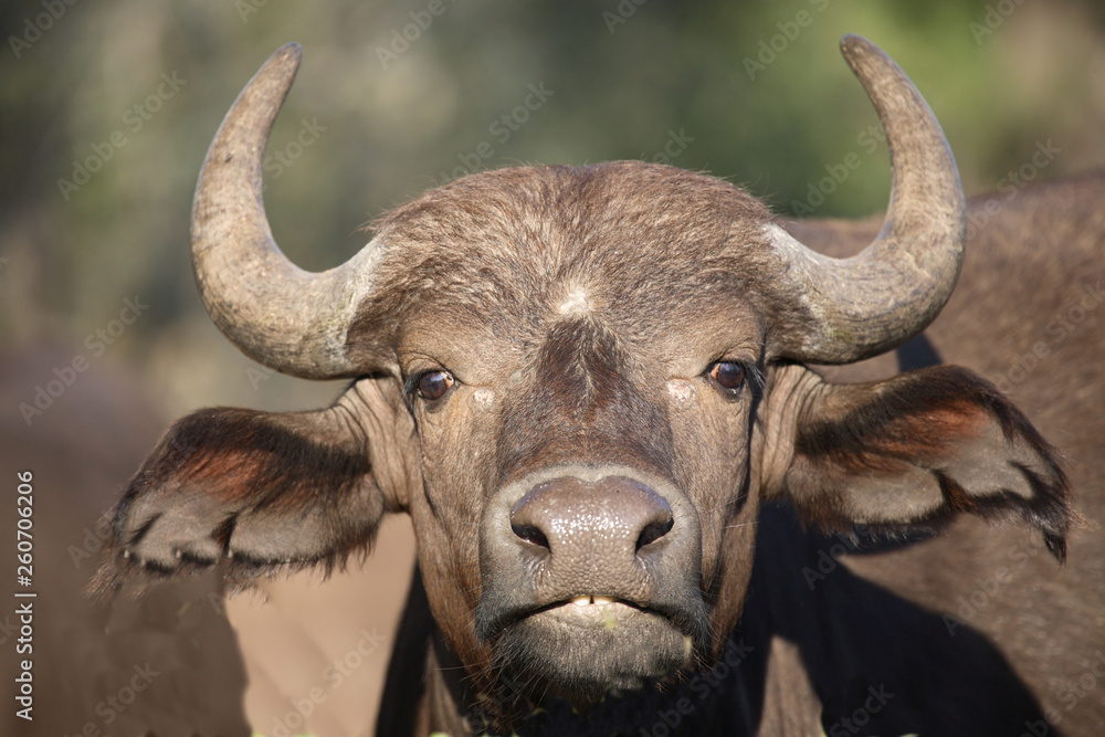 Kaffernbüffel / Buffalo / Syncerus caffer Kaffernbüffel / Buffalo / Syncerus caffer