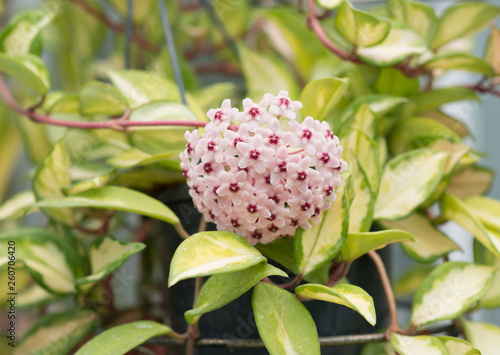 Hoya flower blooms in the garden