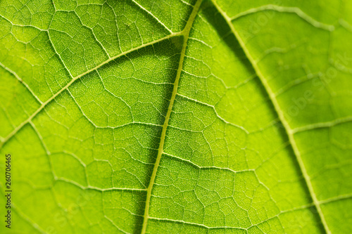 Green leaf close-up