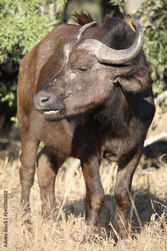 Kaffernbüffel / Buffalo / Syncerus caffer Kaffernbüffel / Buffalo / Syncerus caffer