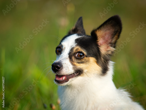 Canvastavla ritratto di piccolo cane meticcio