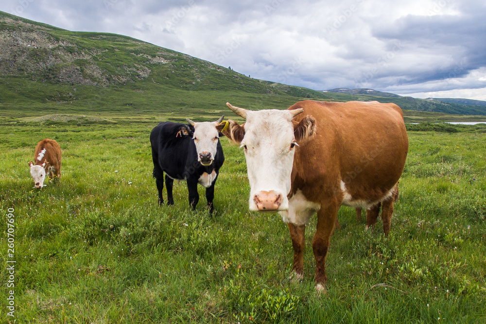 Close up shot by drone of the cows on the green meadow