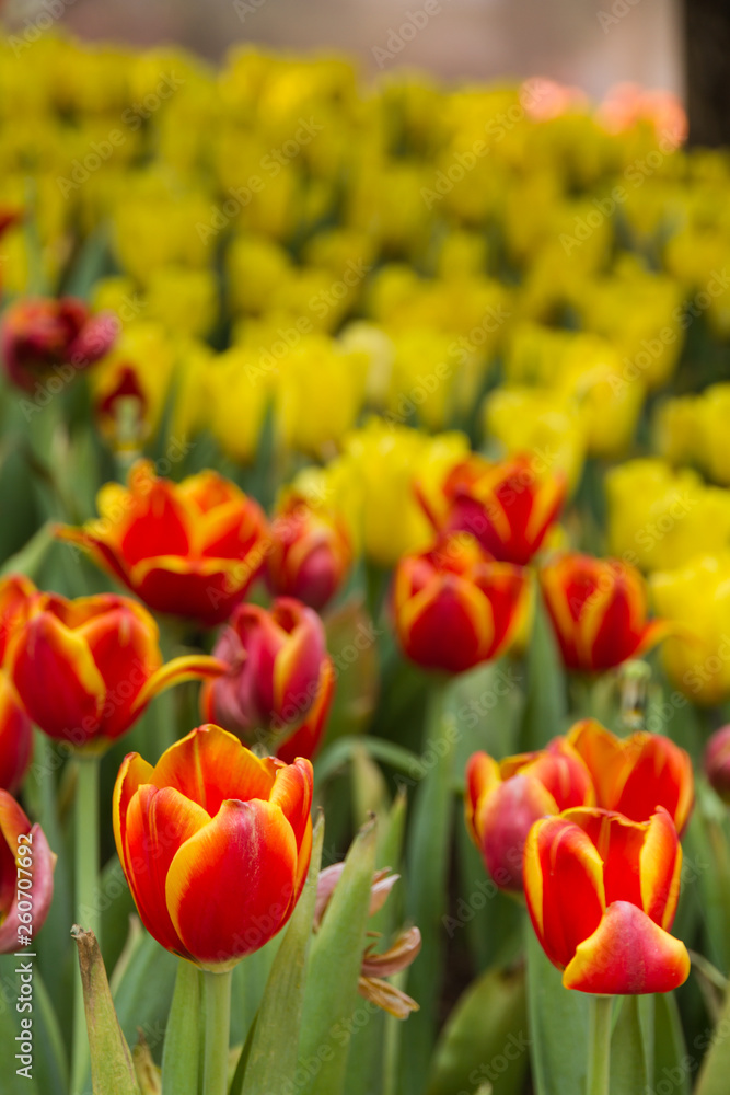 Closeup flower tulips background. Beautiful view of tulips in fog landscape at the middle of spring or summer. Closeup flower tulips background. Beautiful view of tulips in fog landscape at the middle of spring or summer.
