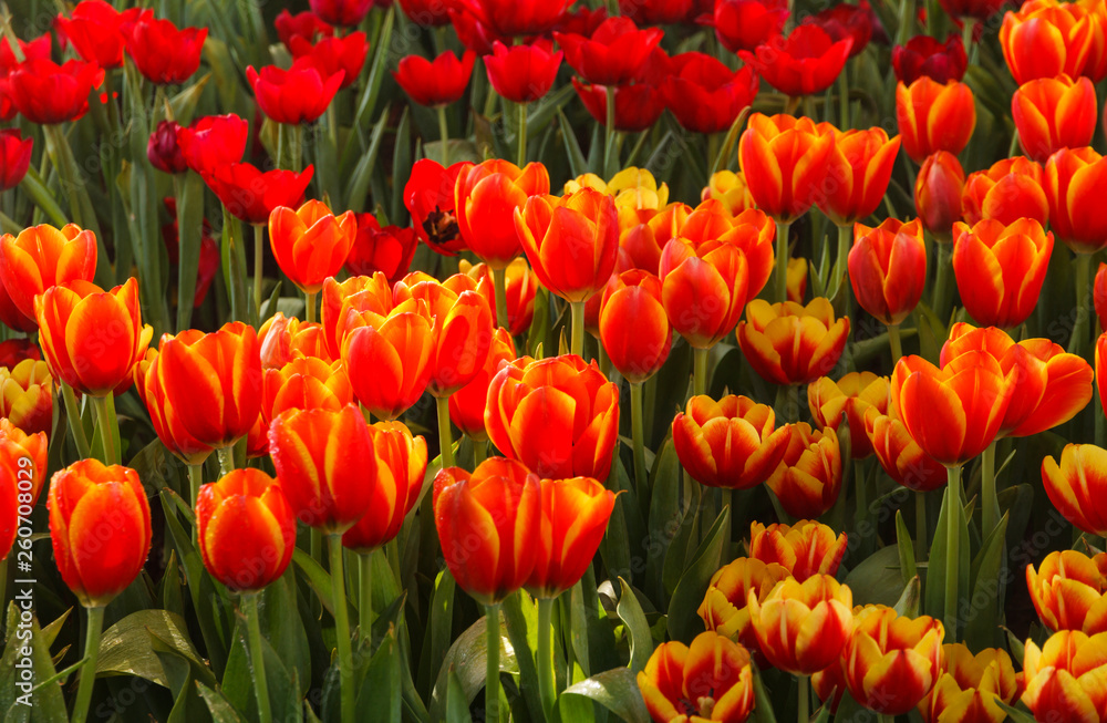 Flower tulips background. Beautiful view of tulips in fog landscape at the middle of spring or summer. Flower tulips background. Beautiful view of tulips in fog landscape at the middle of spring or summer.