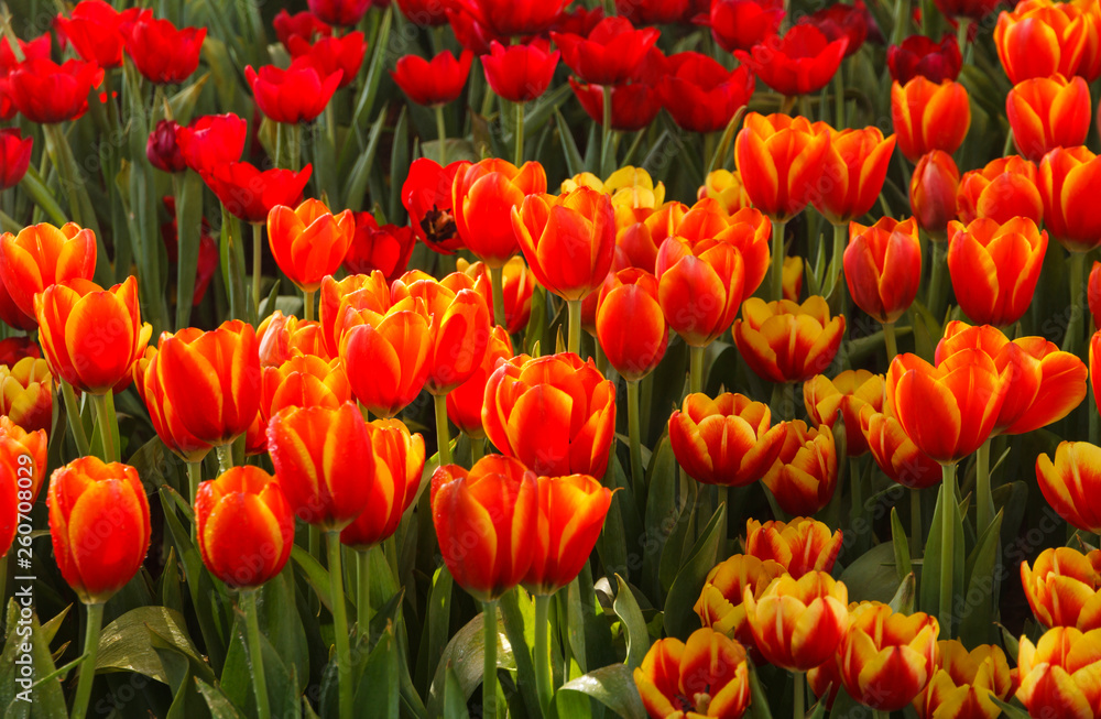 Flower tulips background. Beautiful view of tulips in fog landscape at the middle of spring or summer.