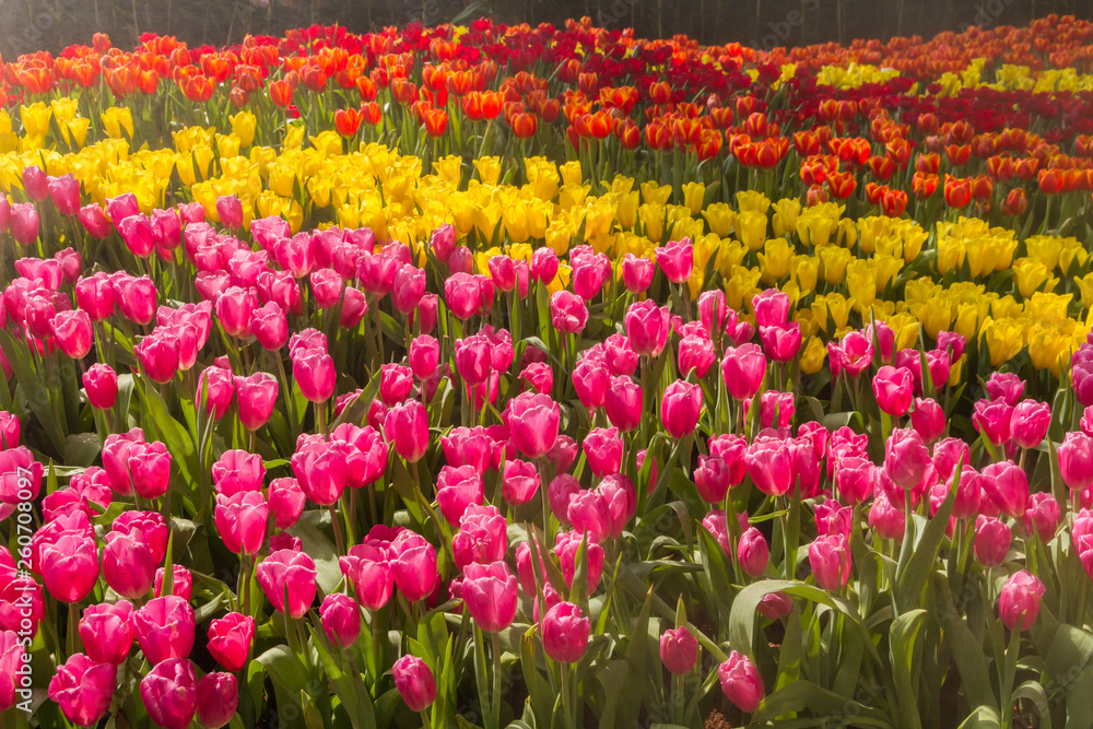 Flower tulips background. Beautiful view of tulips in fog landscape at the middle of spring or summer.