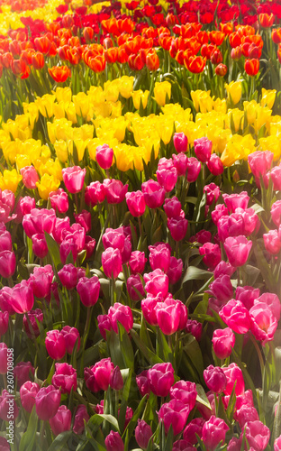 Flower tulips background. Beautiful view of tulips in fog landscape at the middle of spring or summer.