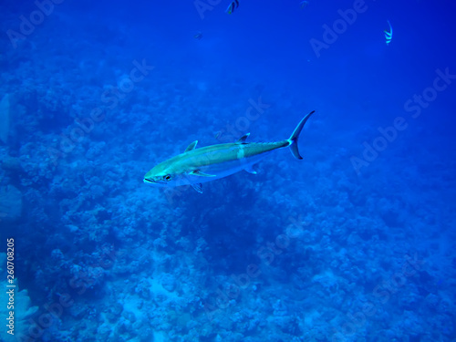 Dogtooth Tuna (Gymnosarda unicolor)Taking in Red Sea, Egypt.