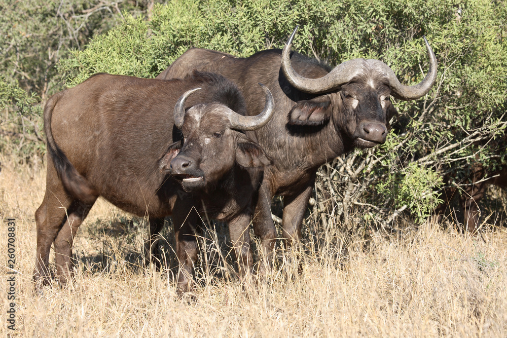 Kaffernbüffel / Buffalo / Syncerus caffer Kaffernbüffel / Buffalo / Syncerus caffer