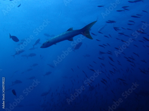 インド洋を泳ぐバラクーダ © nori