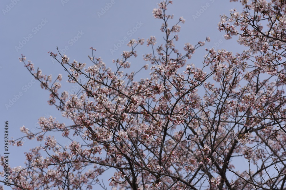 Close-up image of cherry blossoms in 2019 Close-up image of cherry blossoms in 2019