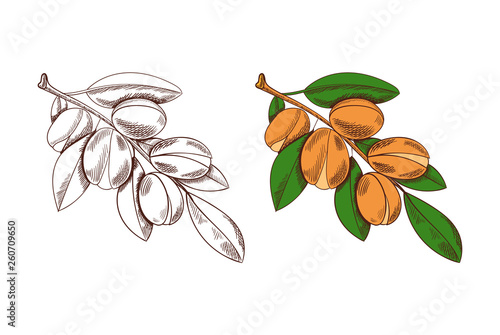 Vector Argan Sketches, Colored and Outline Drawings, Isolated.