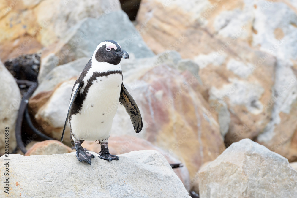 Naklejka premium African penguin, jackass penguin, black-footed penguin (Spheniscus demersus), walking on rocks, Boulder beach, South Africa