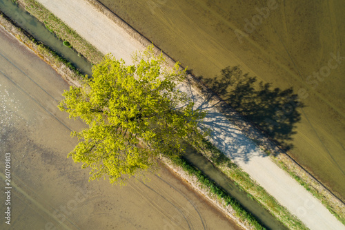 Aerial view of tree and its shadow, dirt road and flooded fields for rice cultivation. Seen from above.