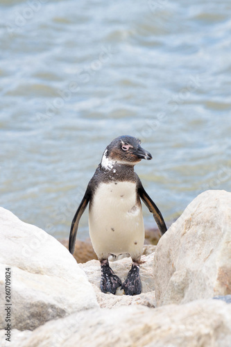 African penguin, jackass penguin, black-footed penguin (Spheniscus demersus), standing between rocks, Boulder beach, South Africa
