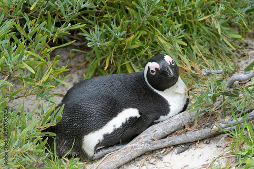 Fototapeta Naklejka Na Ścianę i Meble -  African penguin, jackass penguin, black-footed penguin (Spheniscus demersus), lying down between grass, Boulder beach, South Africa