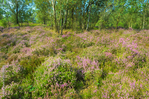 Common Heather (Calluna vulgaris) bloomingat forest edge, Kroondomeinen, Netherlands