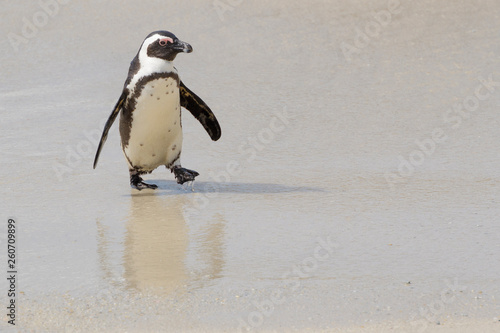 Obraz na płótnie African penguin, jackass penguin, black-footed penguin (Spheniscus demersus), walking on beach, Boulder beach, South Africa w salonie
