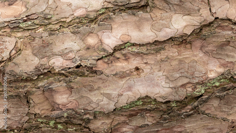 Fototapeta premium close up of tree bark