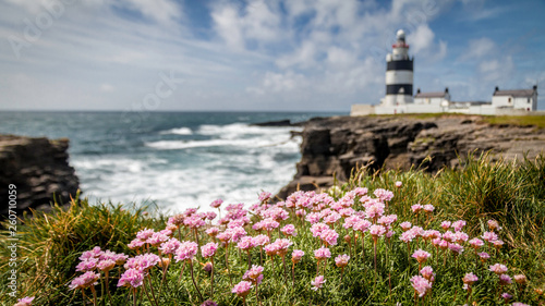 pink flowers in green grass in the foreground with a blurred background of the Hook Head Lighthouse and a clouded sky and the ocean in Ireland