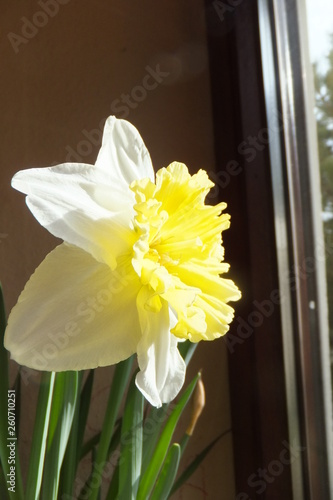 weiß gelbe Narzisse