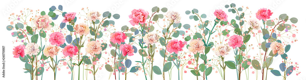 Panoramic view of carnation schabaud. White, pink, red flowers, twigs gypsophile, leaves eucalyptus, white background. Digital draw, illustration for Mother's Day in watercolor style, vector