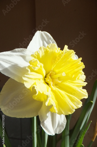 weiß gelbe Narzisse