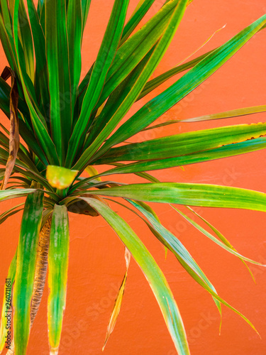 Living Coral color of the Year 2019. Background with Palm tree leaves on coral background