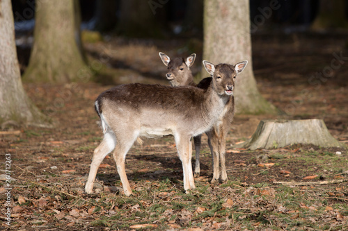 Two young roe deer in snowy forest © BirgitKorber