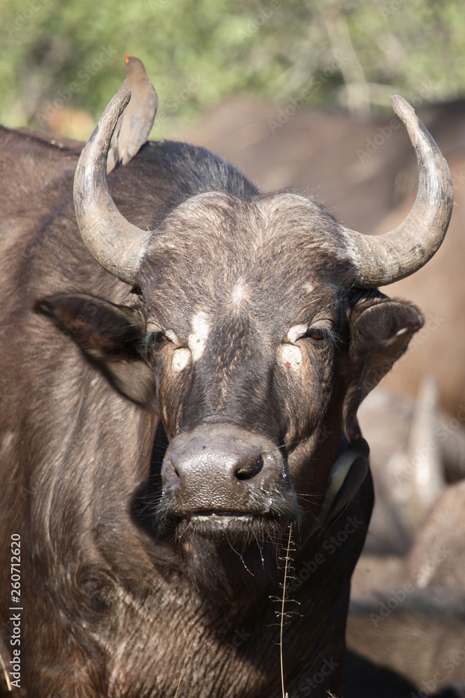 Kaffernbüffel / Buffalo / Syncerus caffer Kaffernbüffel / Buffalo / Syncerus caffer