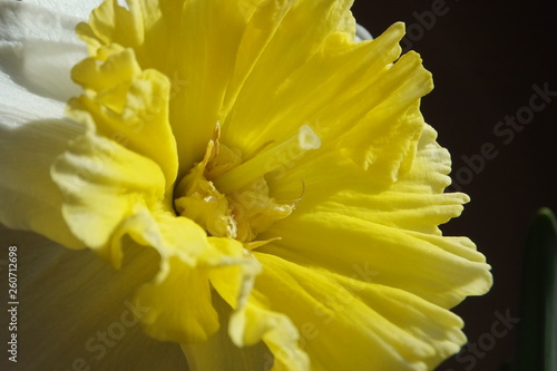 Nahaufnahme weiß-gelbe Narzisse