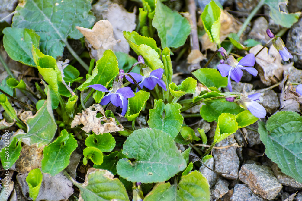 Obraz premium Little blue spring flowers. April primroses with small green leaves, low Bush.