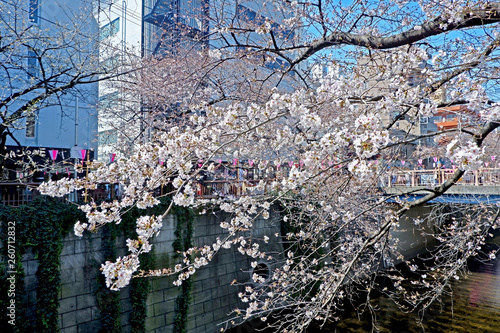 Wallpaper Mural City river, sakura cherry blossom flowers, traditional lamp and footpath in Japan Tokyo Torontodigital.ca