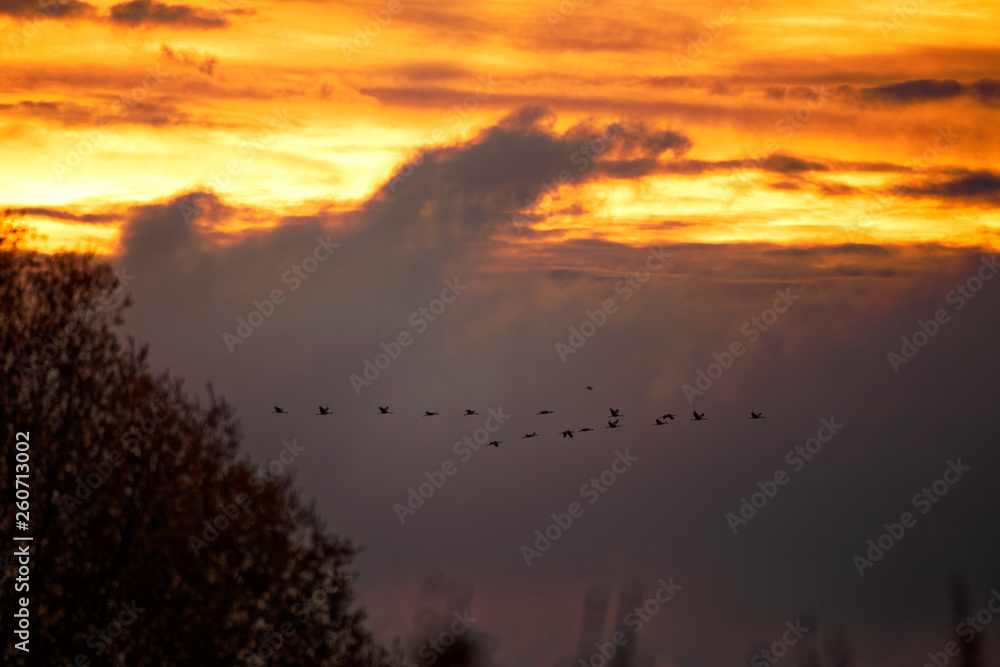 Fototapeta premium Grues cendrées au lever du soleil