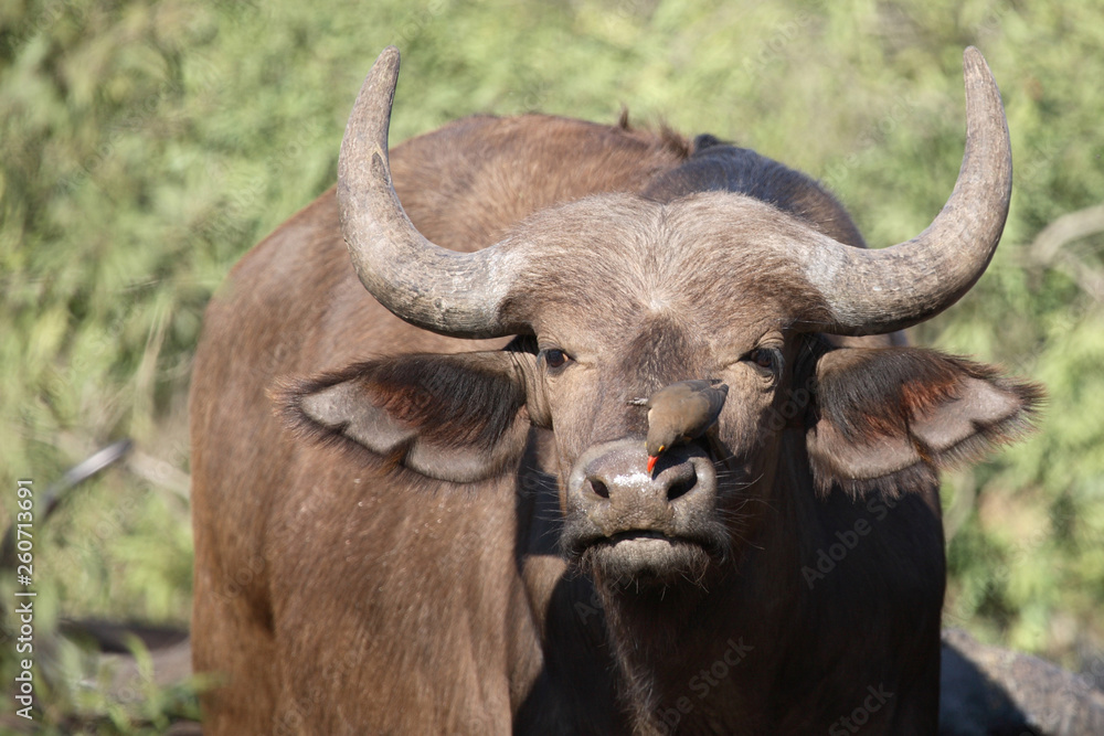 Kaffernbüffel und Rotschnabel-Madenhacker / Buffalo and Red-billed oxpecker / Syncerus caffer et Buphagus erythrorhynchus Kaffernbüffel und Rotschnabel-Madenhacker / Buffalo and Red-billed oxpecker / Syncerus caffer et Buphagus erythrorhynchus