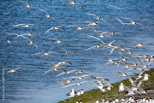 Large group of terns looking for mates during breeding season