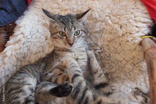 babykatzen beim spielen