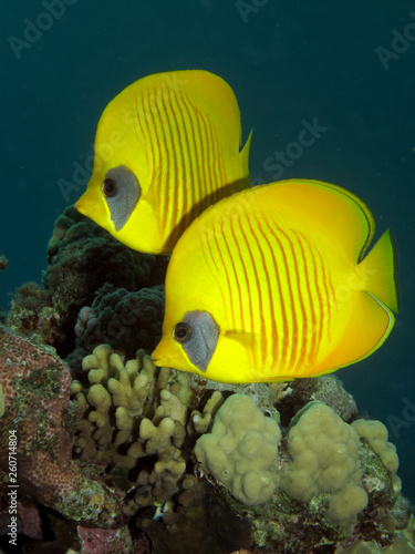Принти на полотні Masked Butterflyfish (Chaetodon semilarvatus).