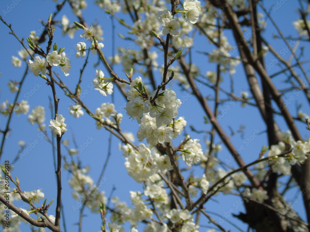 Liguria, Italy – 04/03/2019: Beautiful caption of the fruits tree and other different  plants with first amazing  white and yellow flowers in the village and an incredible blue sky in the background. 