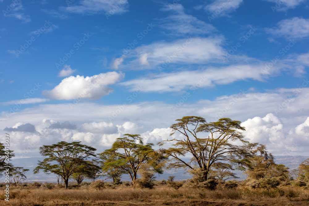 Fever tree landscape in Lake Nakuru Fever tree landscape in Lake Nakuru